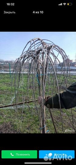 Штамбовая шелковица