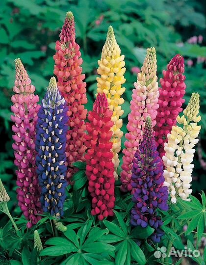 Люпин Минарет смесь цв/п 0,5гр