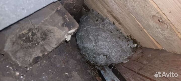 Уничтожение : тараканов, клопов, муравьев. Короеда