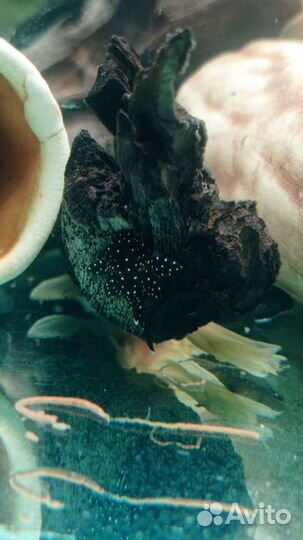 Анциструс L-181