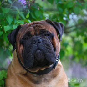 Стоковые фотографии по запросу Cachorro bullmastiff