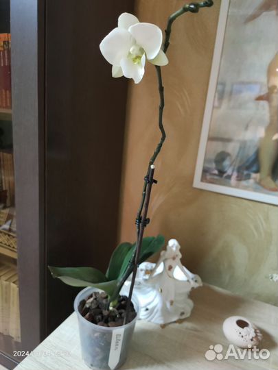 Орхидея фаленопсис биглип Eileen