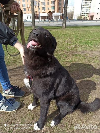 Собака в дар