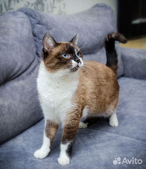 Брутальный кот Батя ищет семью