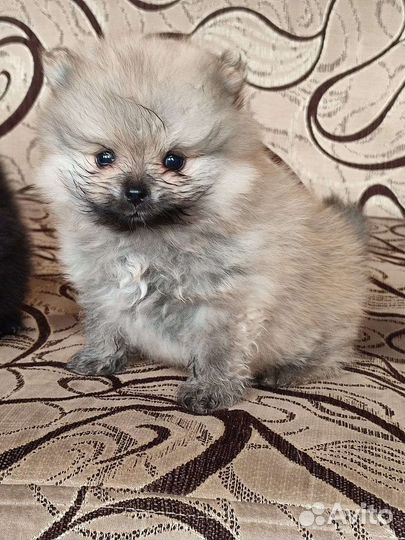 Померанский шпиц щенки