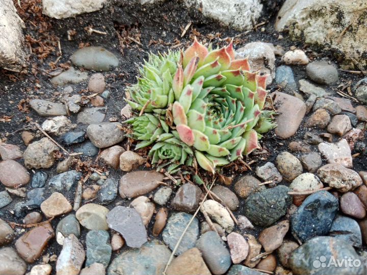 Каменная роза (молодило)