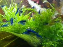 Теодоксусы, синие креветки, растения аквариумные