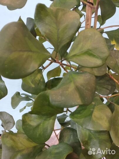 Фикусы. Грин дрим