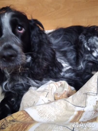 Метис Спаниеля и Лабрадора