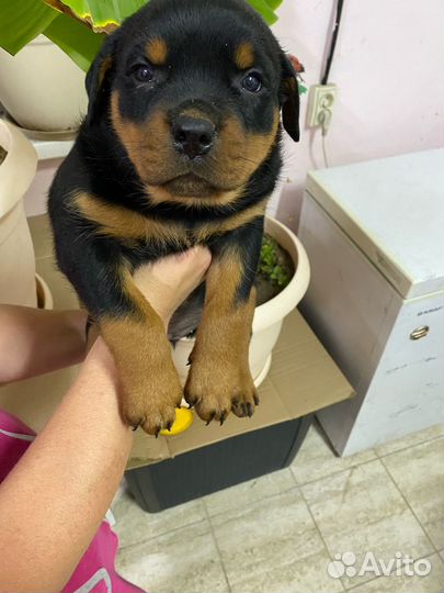 Щенки Ротвейлера