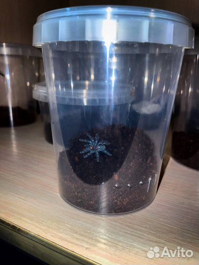 Пауки птицееды