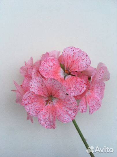 Пеларгония герань