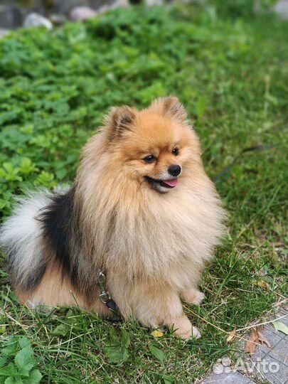 Шпиц вязка(не продажа)