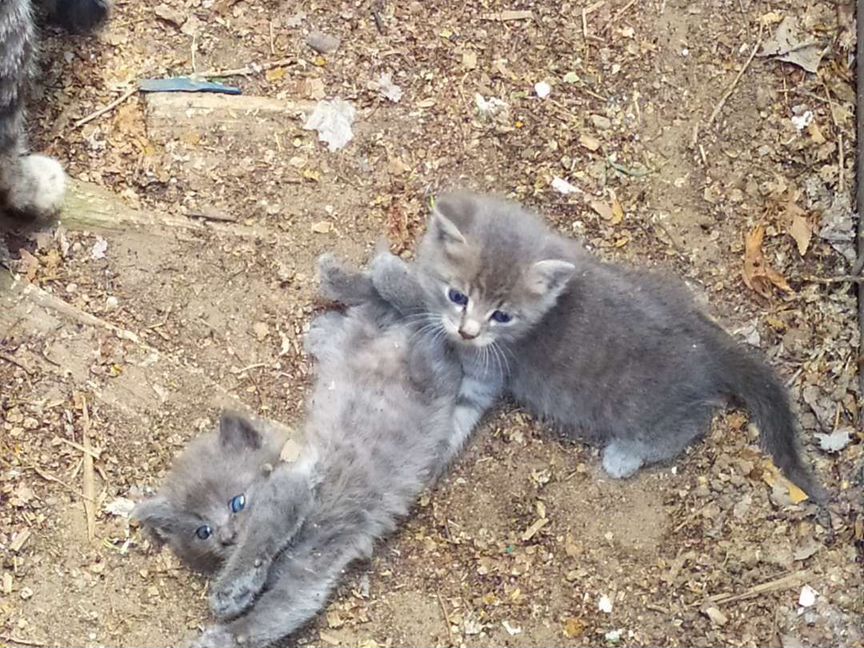 Котëнок и кошка в добрые руки бесплатно