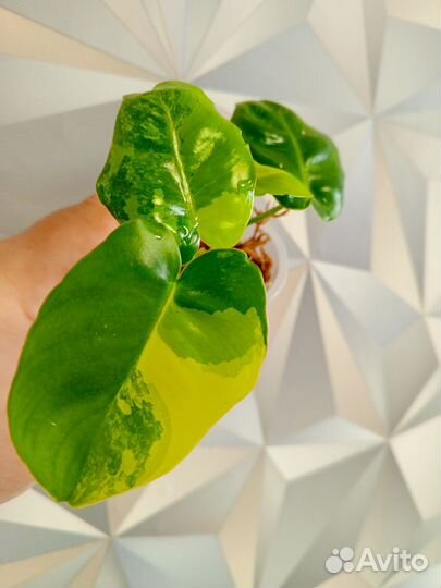 Филодендрон бурле маркс вариегатный