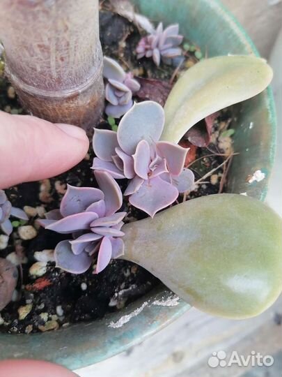 Эхверия перл нюренберг