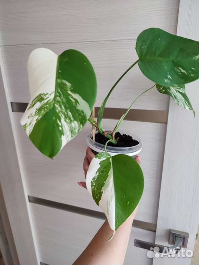 Монстера вариегатная альба