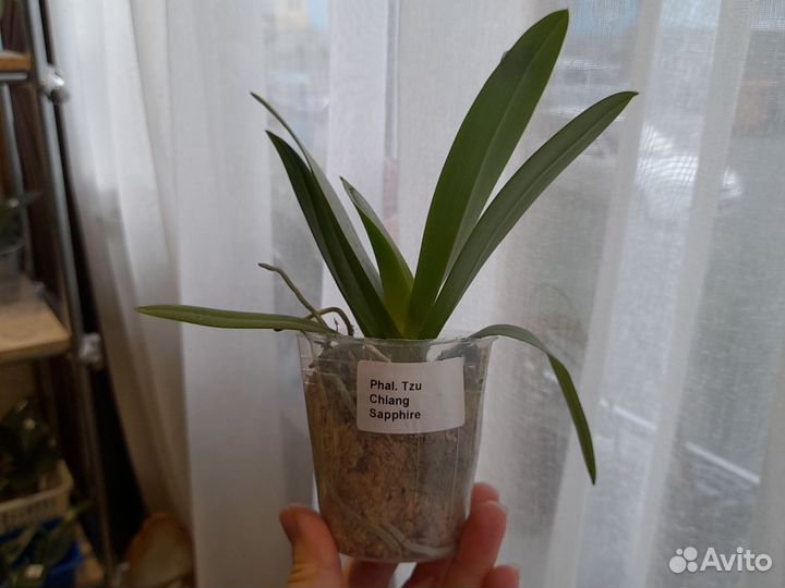 Орхидея Сапфир