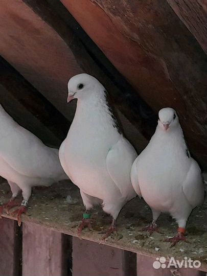 Голуби высоколетные