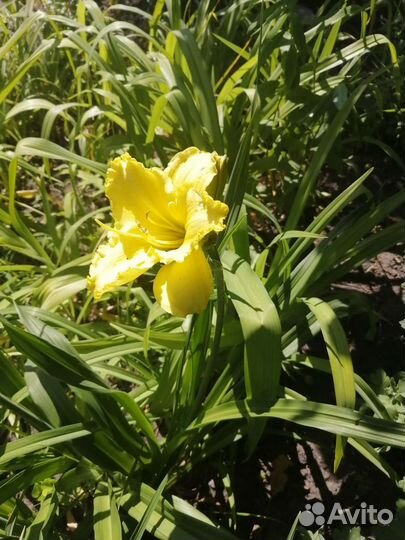 Многолетние цветы и растения