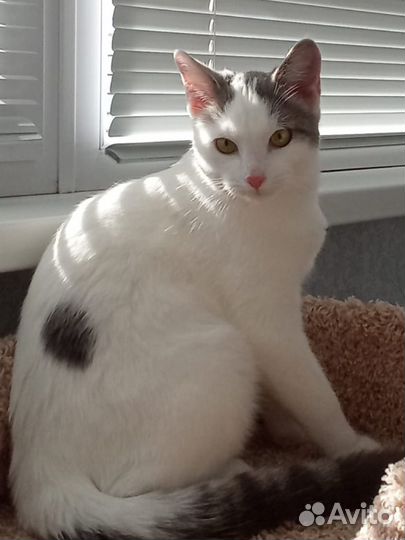 Мальчик- красавчик в добрые руки