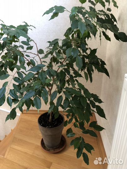 Фикус бенджамина