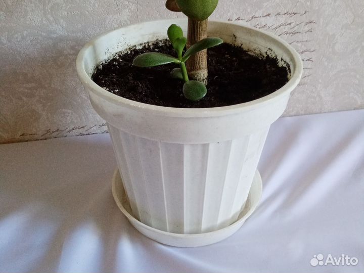 Толстянка, крассула