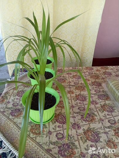 Пальма панданус