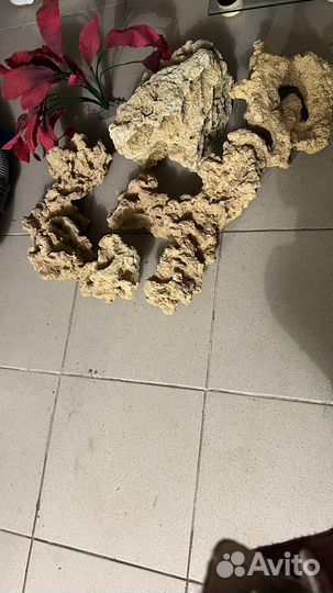 Кораллы для аквариума