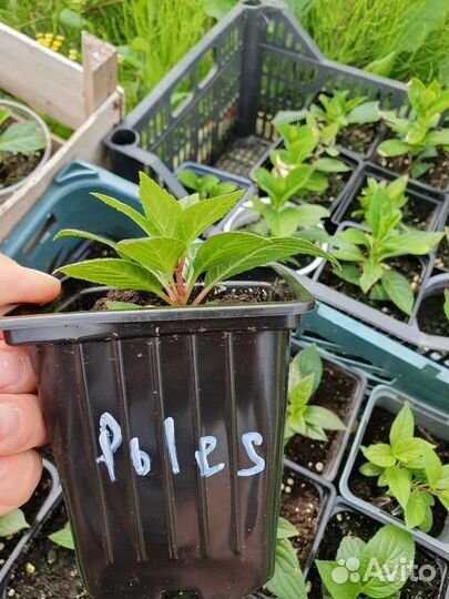 Гортензия метельчатая Полистар