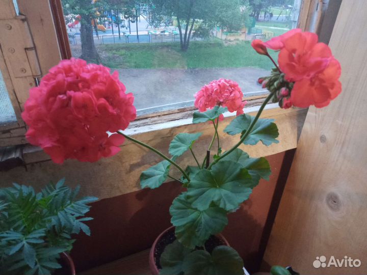 Пеларгония (герань) сортовая