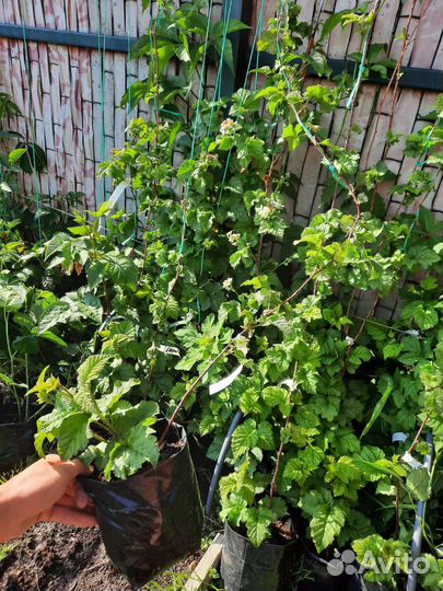 Ежемалина Тайберри