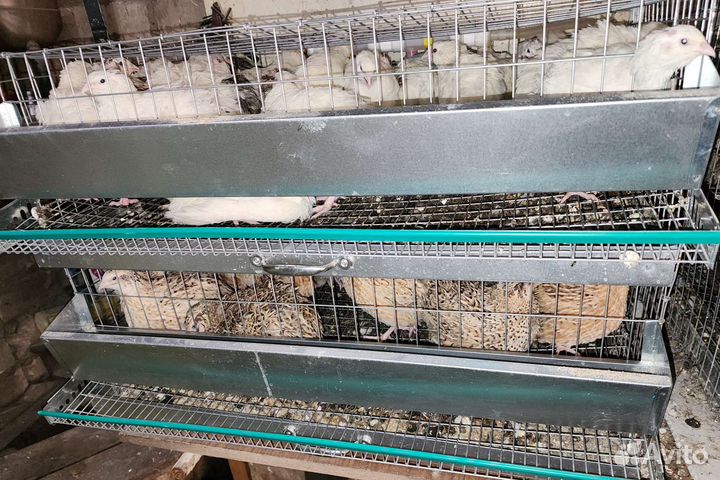 Перепела разных возрастов, инкубационное яйцо