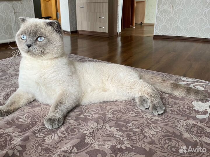 Британский кот вязка