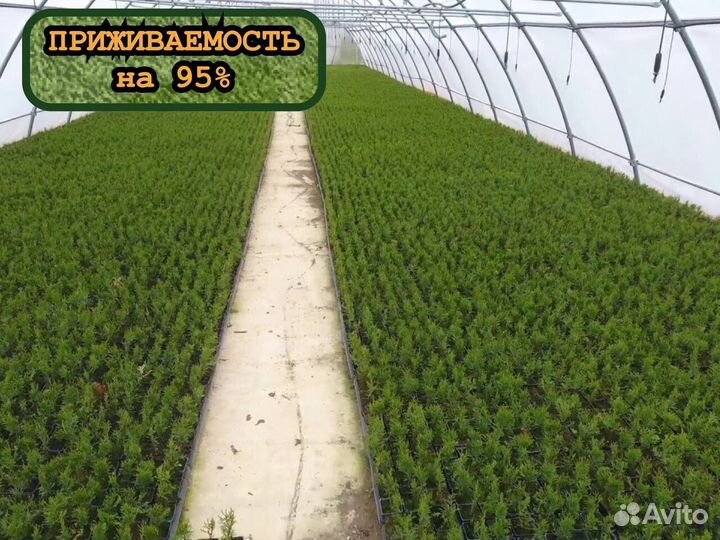 Ель и сосна сеянцы окс