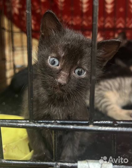 Котятки в добрые руки