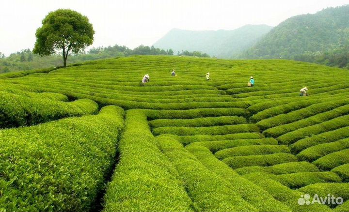 Чай из Китая от производителя оптом по России