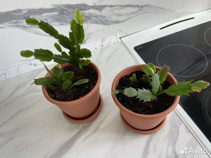 Декабрист шлюмбергера