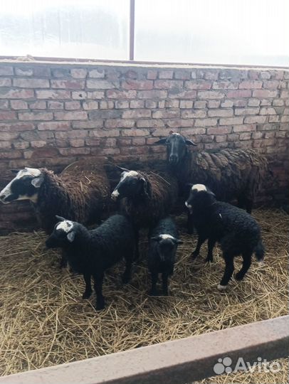 Овцы Курдючные / Ташлинские