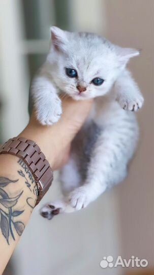 Шотландские котята