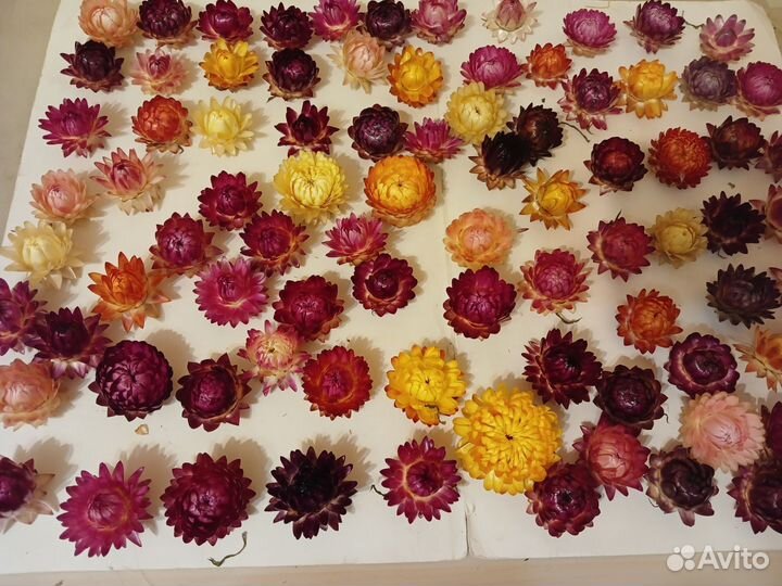 Камыш сетария ковыль сухоцветы флористика