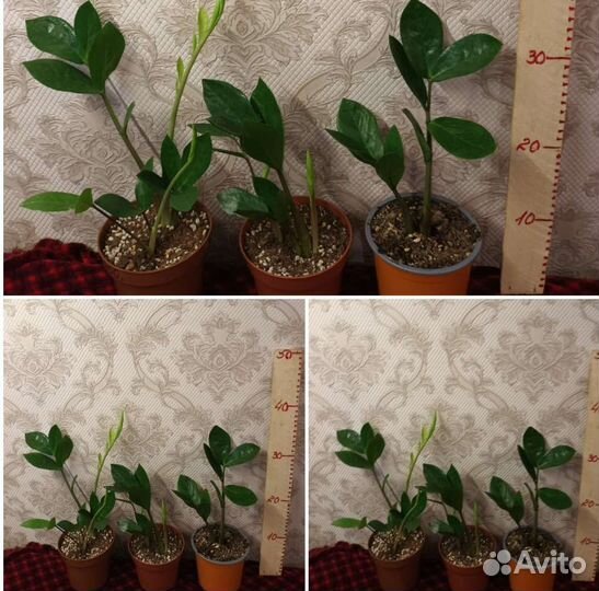 Замиокулькас