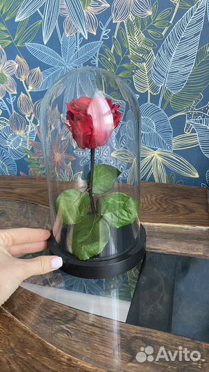 Живая роза в колбе