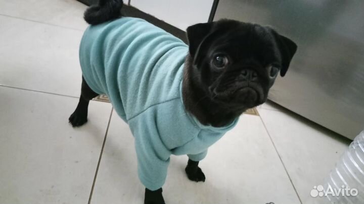 Кофточки для животных на заказ