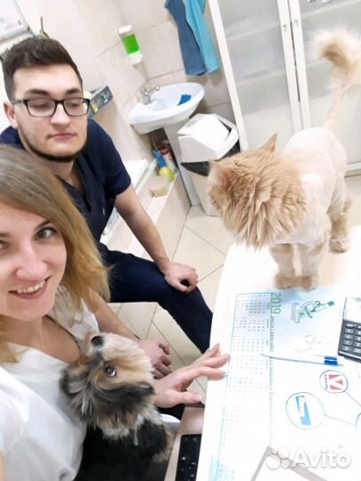 Ветеринарный врач