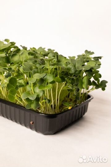 Микрозелень