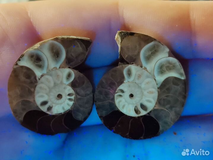 Окаменелости аммониты. Пара