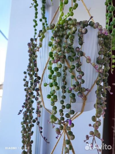 Крестовники Роули, вар, герейна