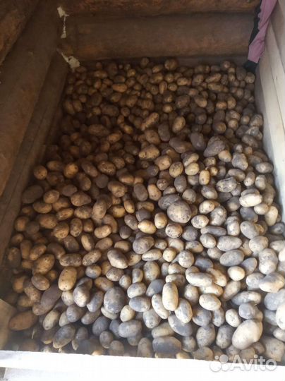 Продам картофель