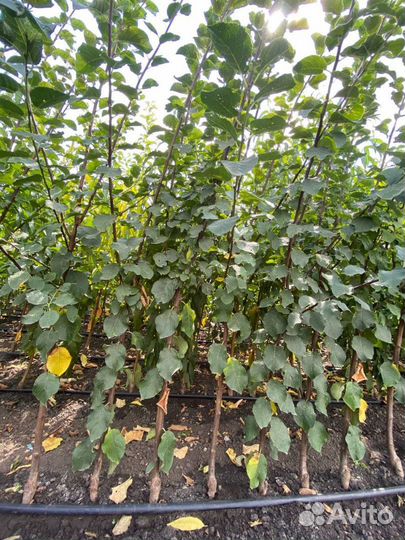 Саженцы сливы / алыча оптом Октобер Сан